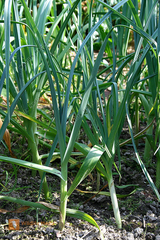Bestellen - Porree (Allium ampeloprasum) Bild - Bildagentur