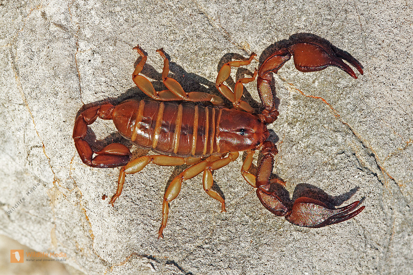 bestellen-europ-ischer-skorpion-europ-ischer-skorpion-in-freier