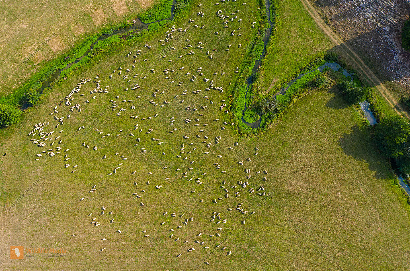 Schafherde Ovis aries im Tal der Laber. Luftaufnahme