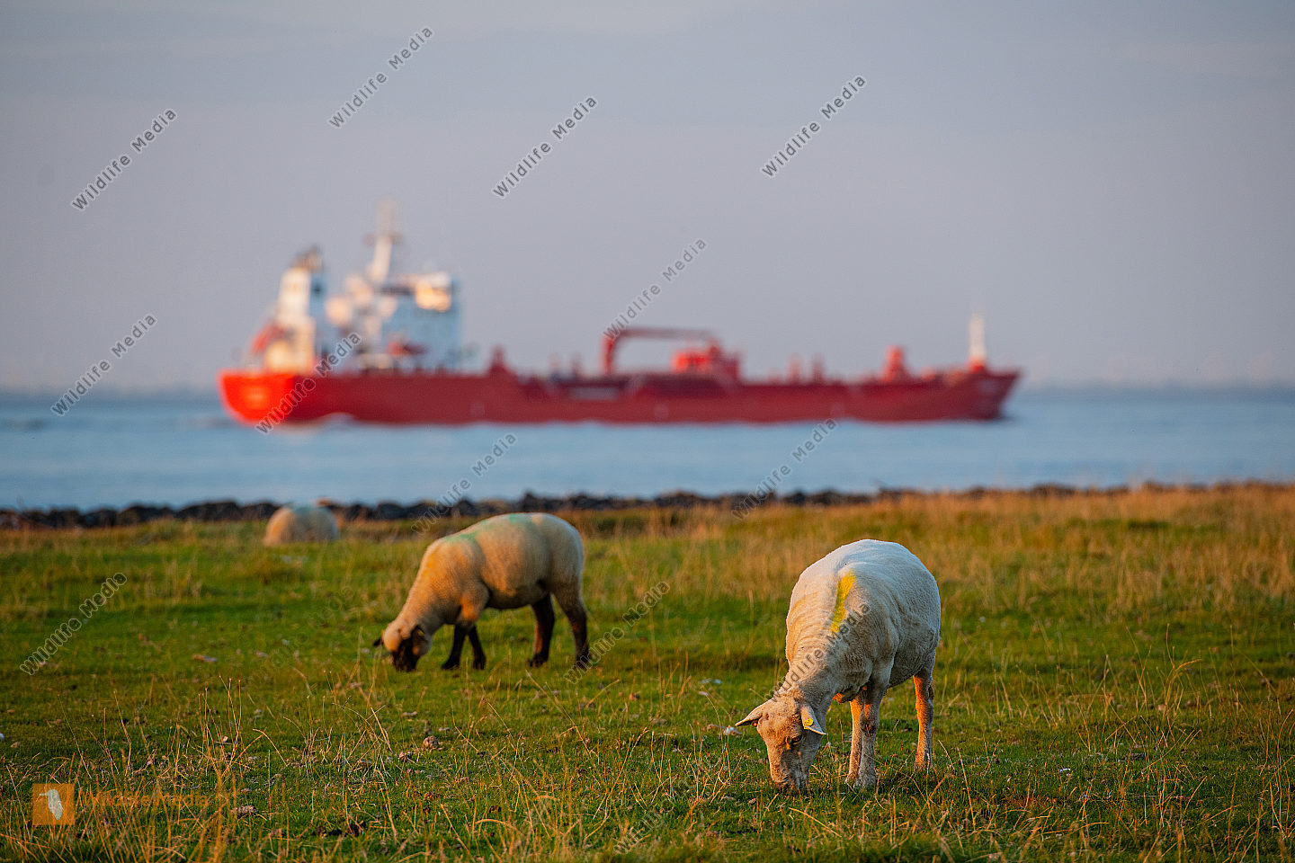 Schafe Ovies aries an der Nordsee