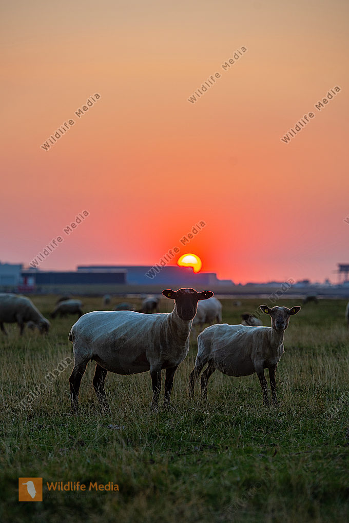 Schafe Ovies aries an der Nordsee