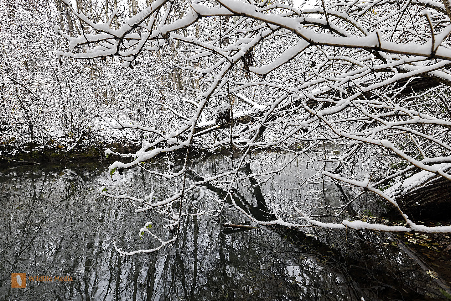 Wintereinbruch im Auwald