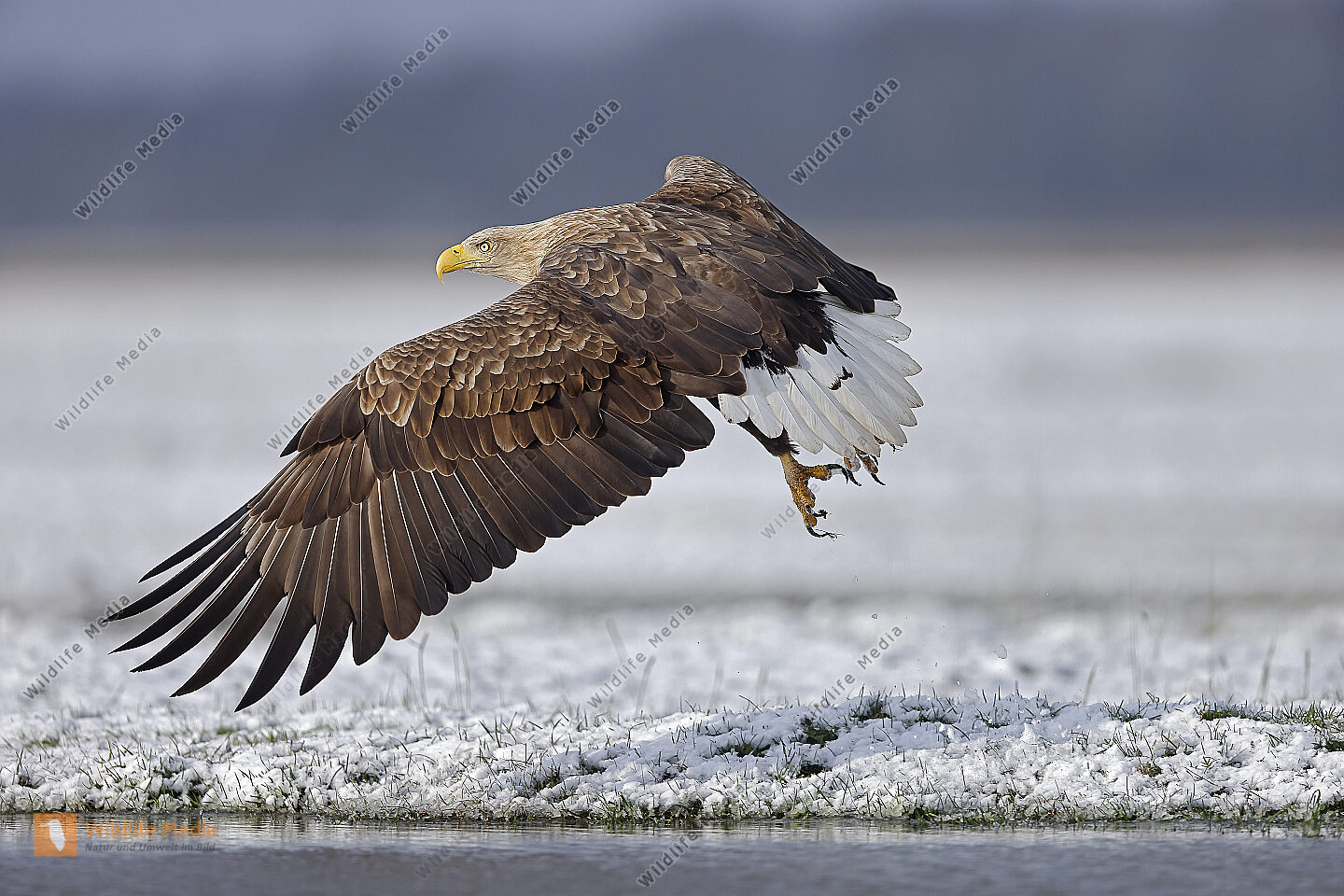 Seeadler Altvogel