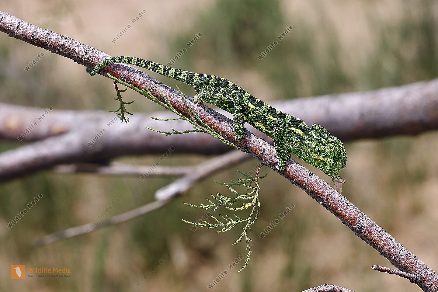 Europäisches Chameleon