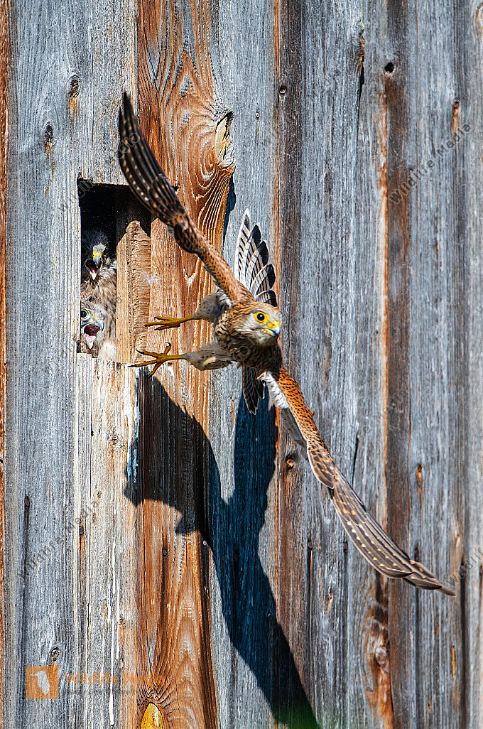 Turmfalke Falco tinnunculus Weibchen am  Nest
