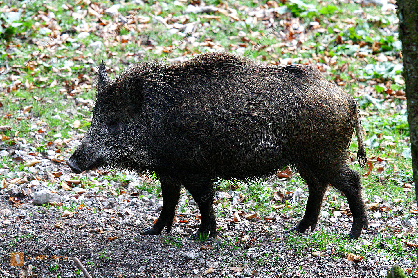 Wildschwein Bild Bestellen Naturbilder Bei Wildlife Media Wildschwein Bild Bestellen Naturbilder Bei Wildlife Media
