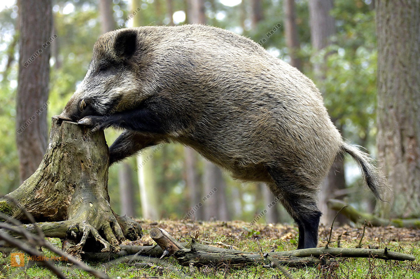 Wildschwein Bild bestellen - Naturbilder bei Wildlife Media