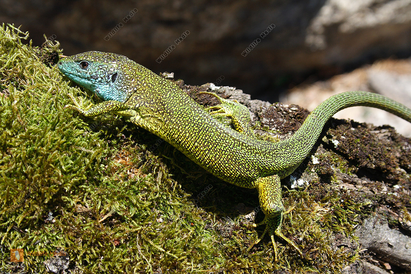 Smaragdeidechse Männchen