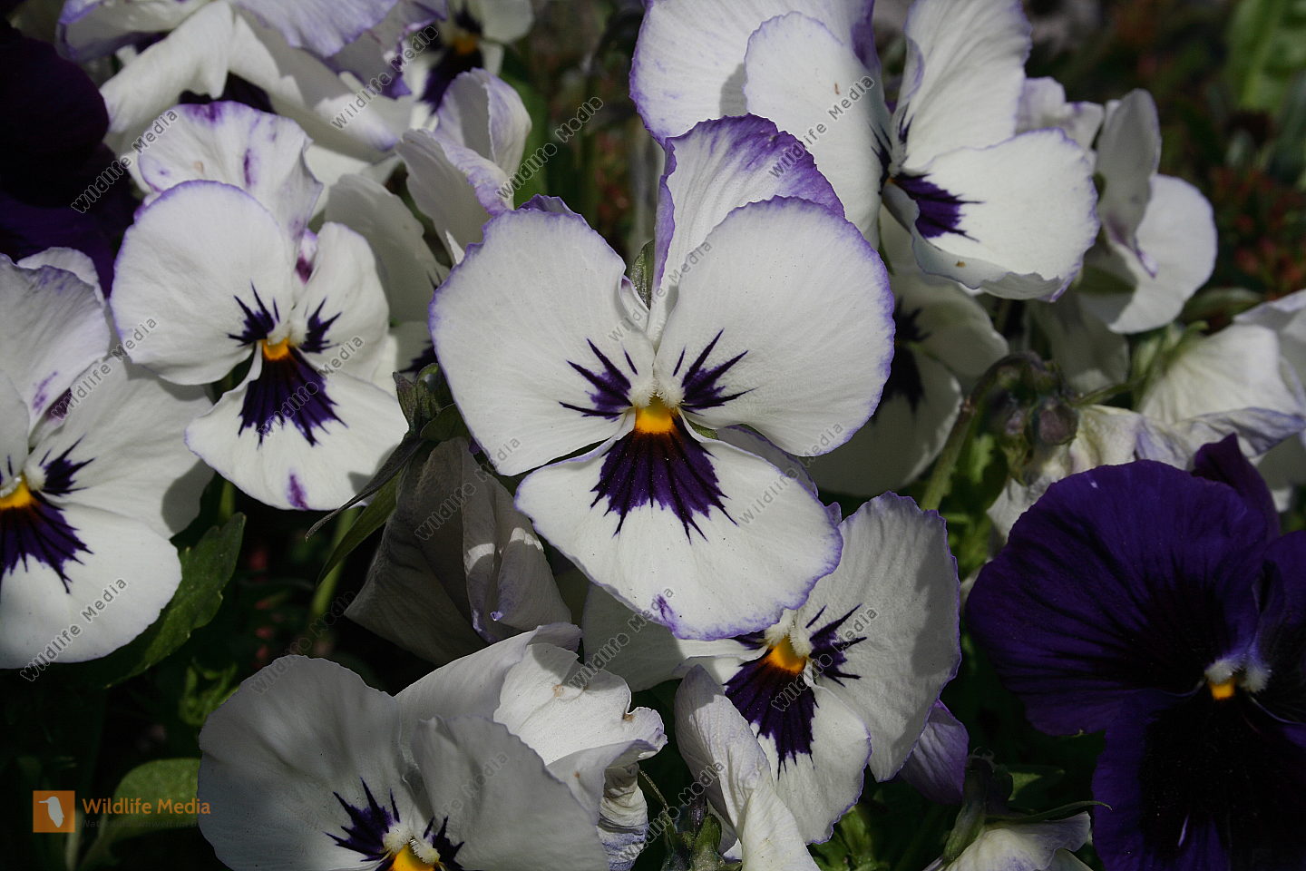 Bestellen - Garten Stiefmütterchen (Viola × wittrockiana) Bild