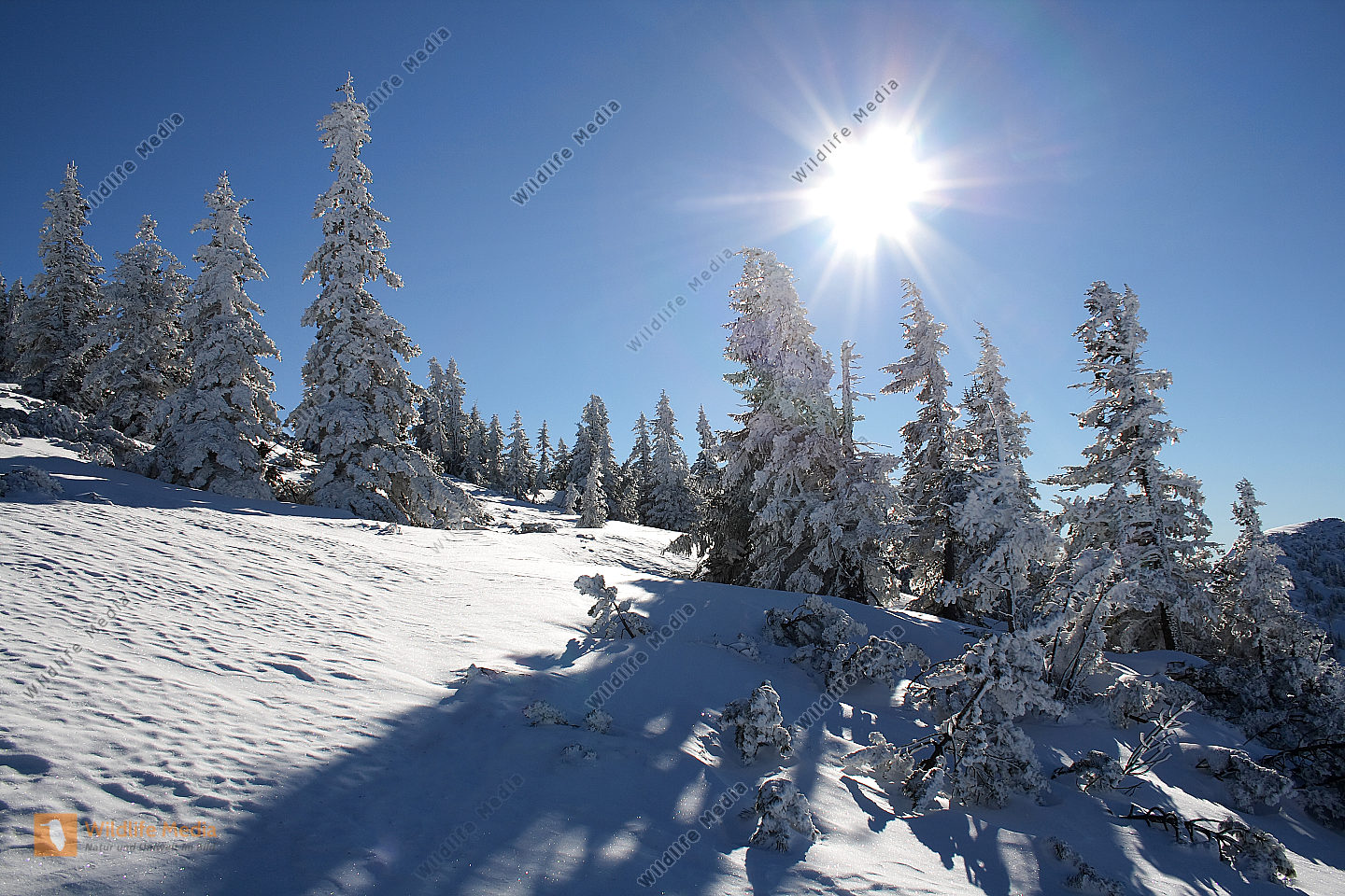winterlandschaft bild bestellen  naturbilder kaufen ab 25