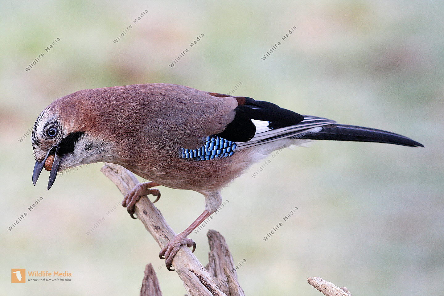 Eichelh her Bild Bestellen Naturbilder Bei Wildlife Media Eichelh her Bild Bestellen Naturbilder Bei Wildlife Media