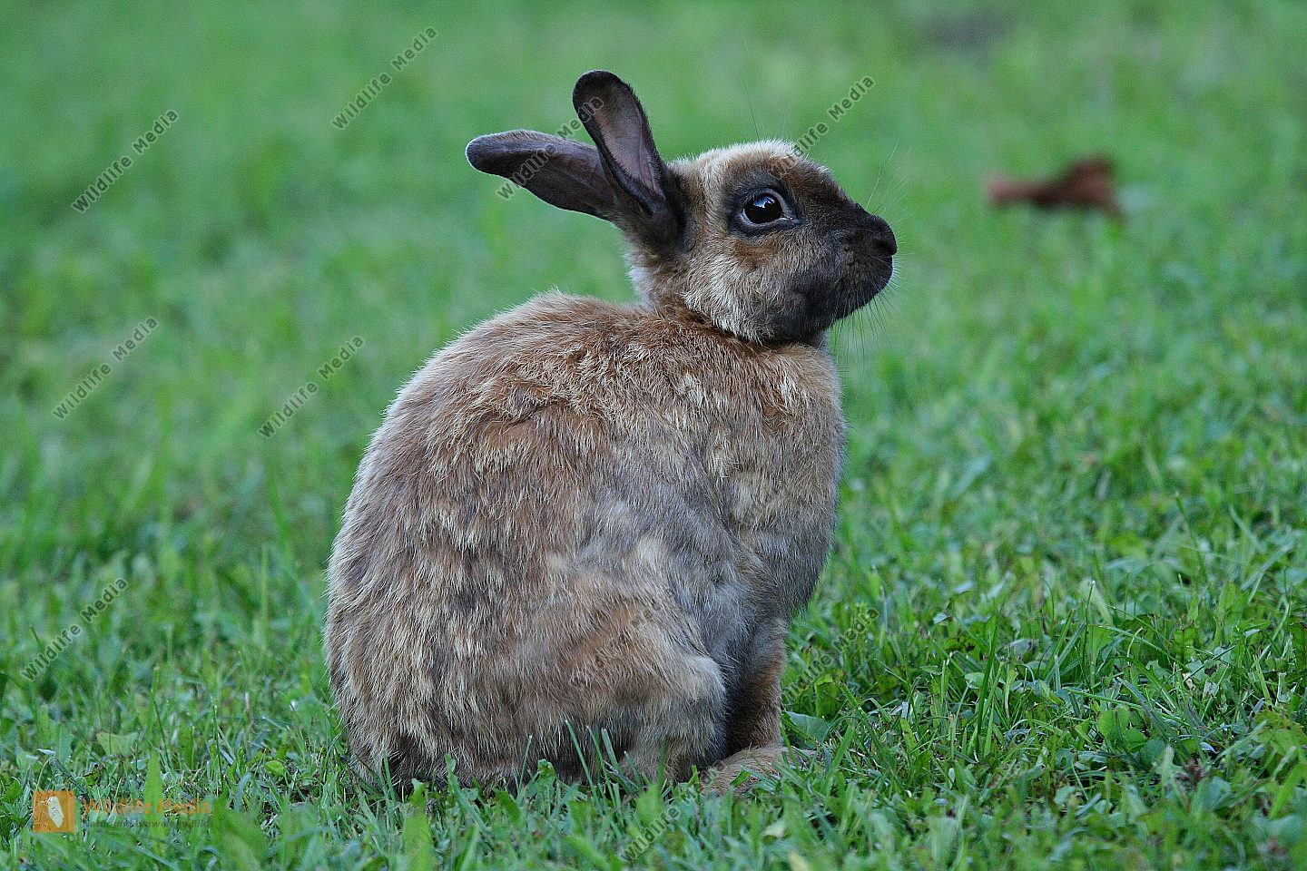 Bestellen - Kaninchen (Leporidae) Bild - Bildagentur