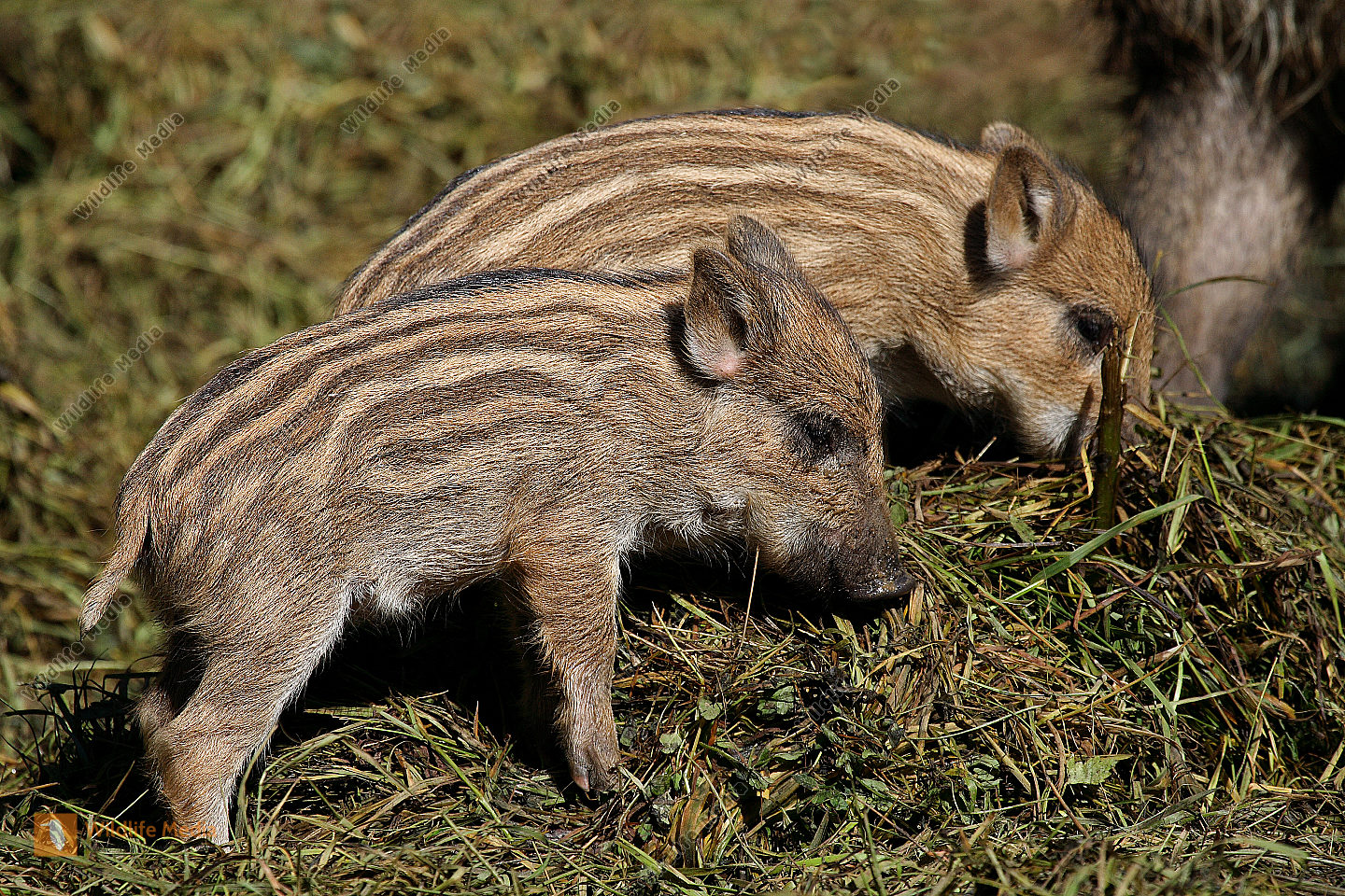 Wildschwein Frischling Bild bestellen - Naturbilder bei Wildlife Media