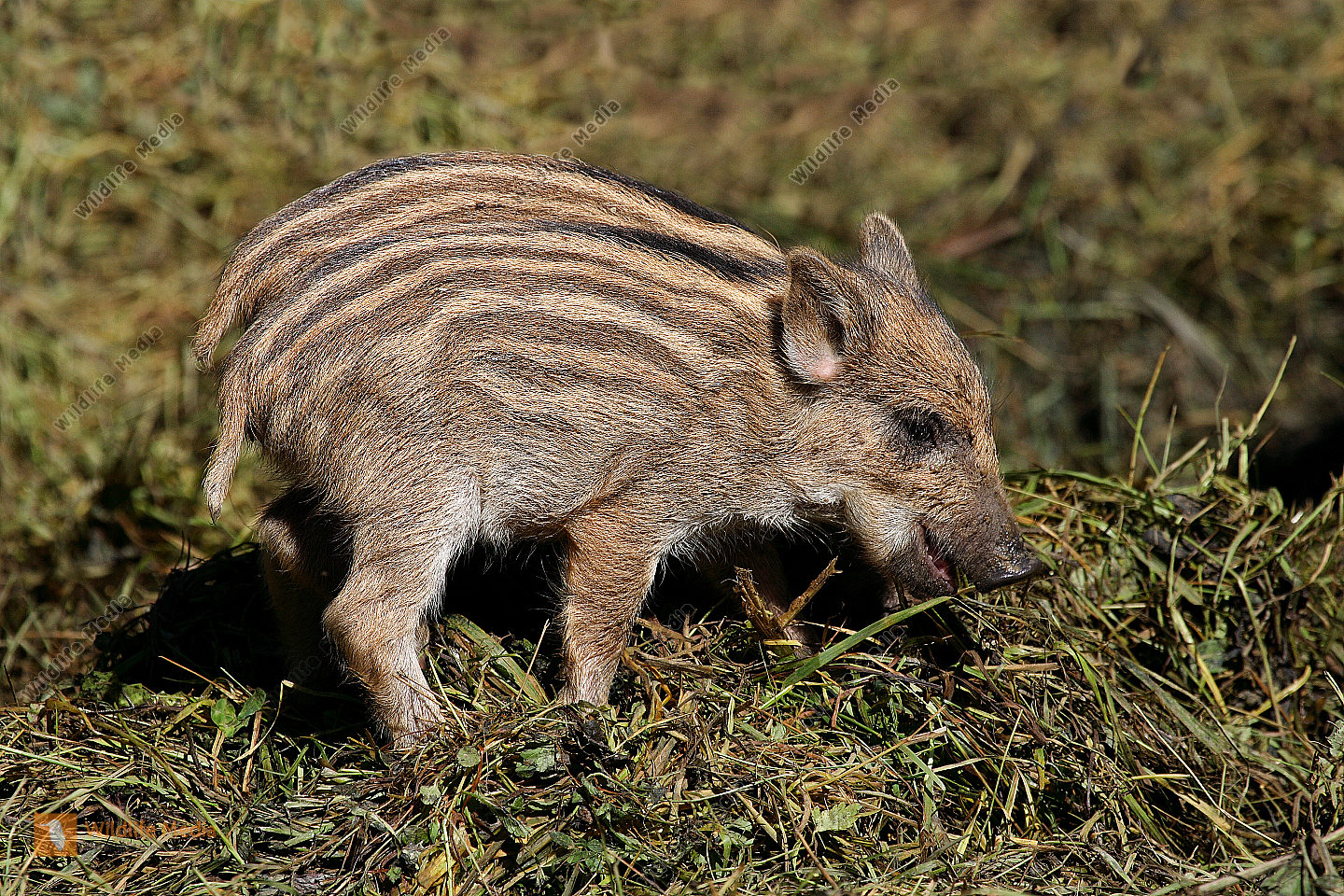Wildschwein Frischling Bild bestellen - Naturbilder bei Wildlife Media