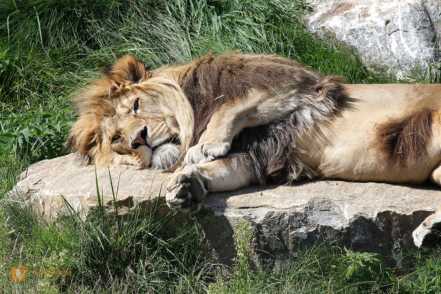 L we Panthera Leo Bild Bestellen Naturbilder Bei Wildlife Media L we Panthera Leo Bild Bestellen Naturbilder Bei Wildlife Media