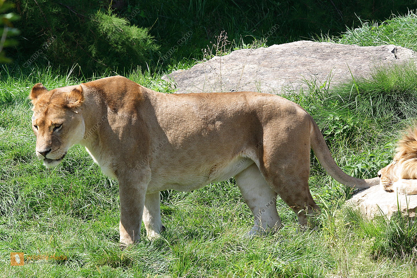 L we Panthera Leo Bild Bestellen Naturbilder Bei Wildlife Media L we Panthera Leo Bild Bestellen Naturbilder Bei Wildlife Media