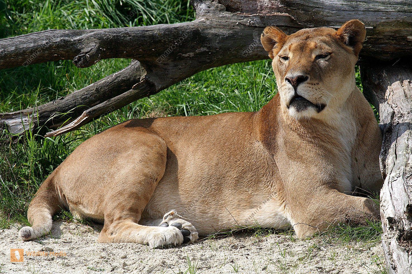 L we Panthera Leo Bild Bestellen Naturbilder Bei Wildlife Media L we Panthera Leo Bild Bestellen Naturbilder Bei Wildlife Media