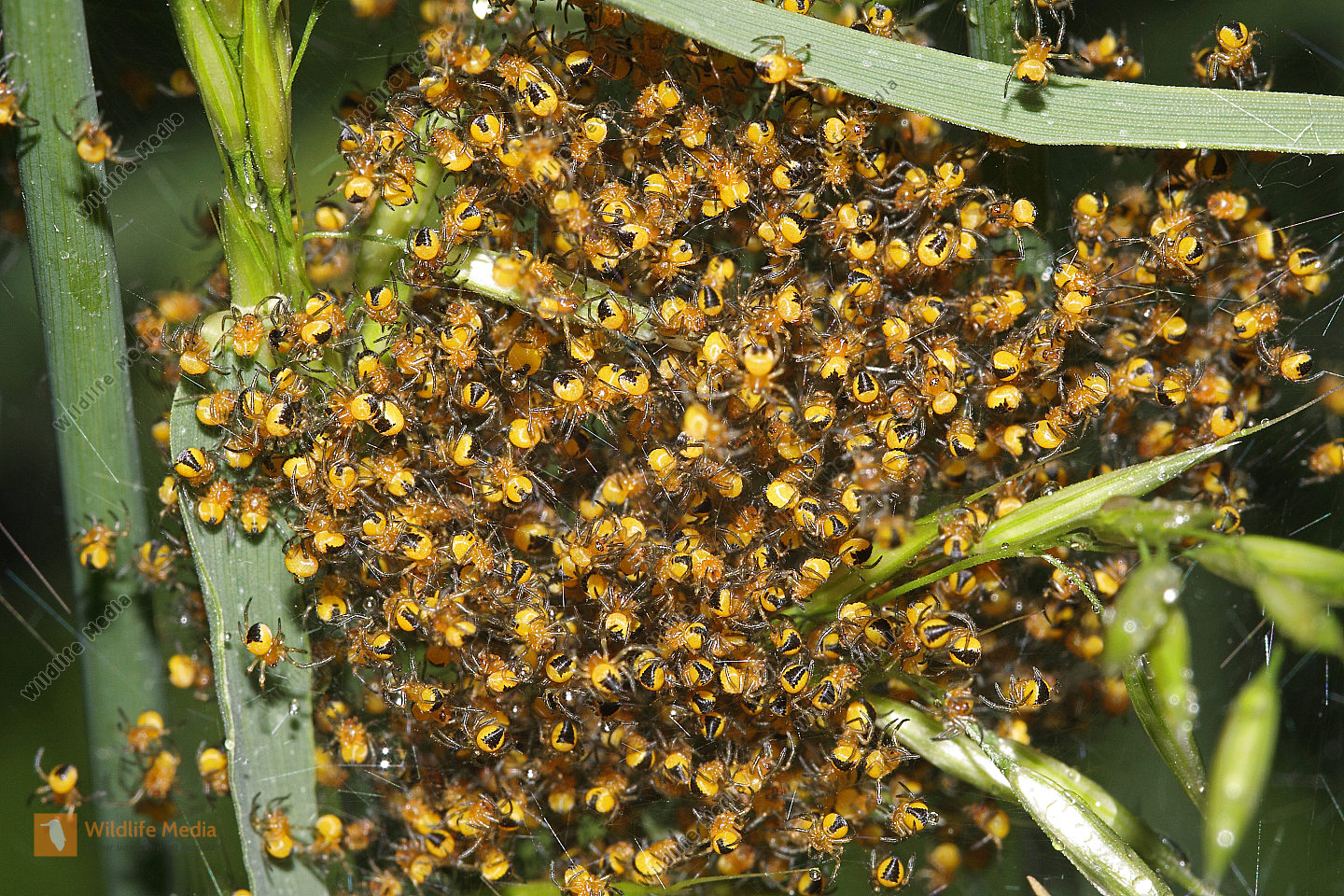 Wespenspinnen Jungtier