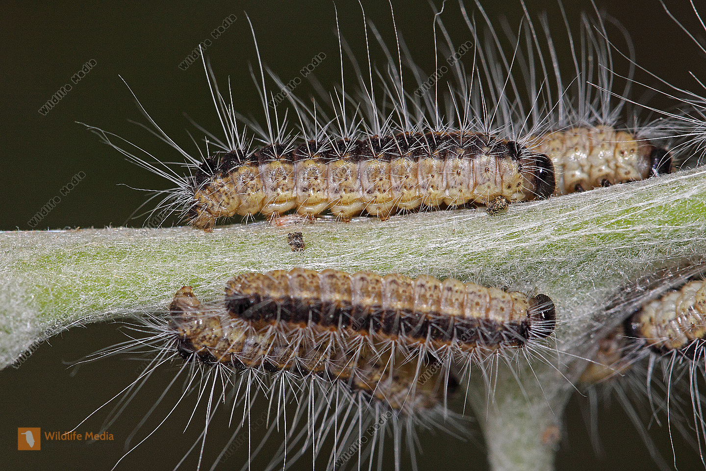Eichen Prozessionsspinner Raupen Bild Bestellen Naturbilder Bei 