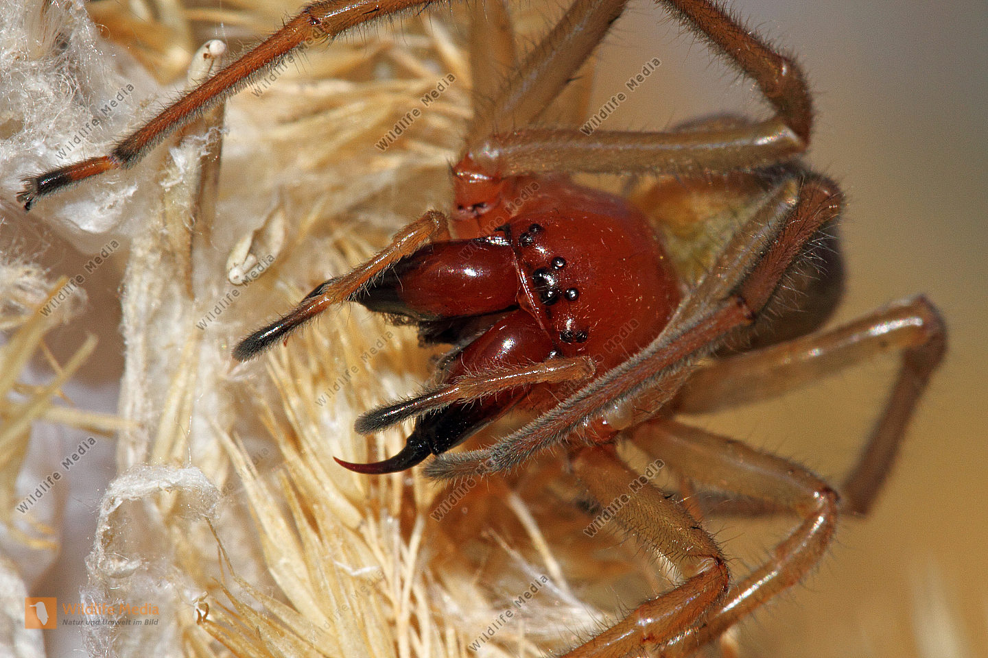 Желтосумный колющий паук размер