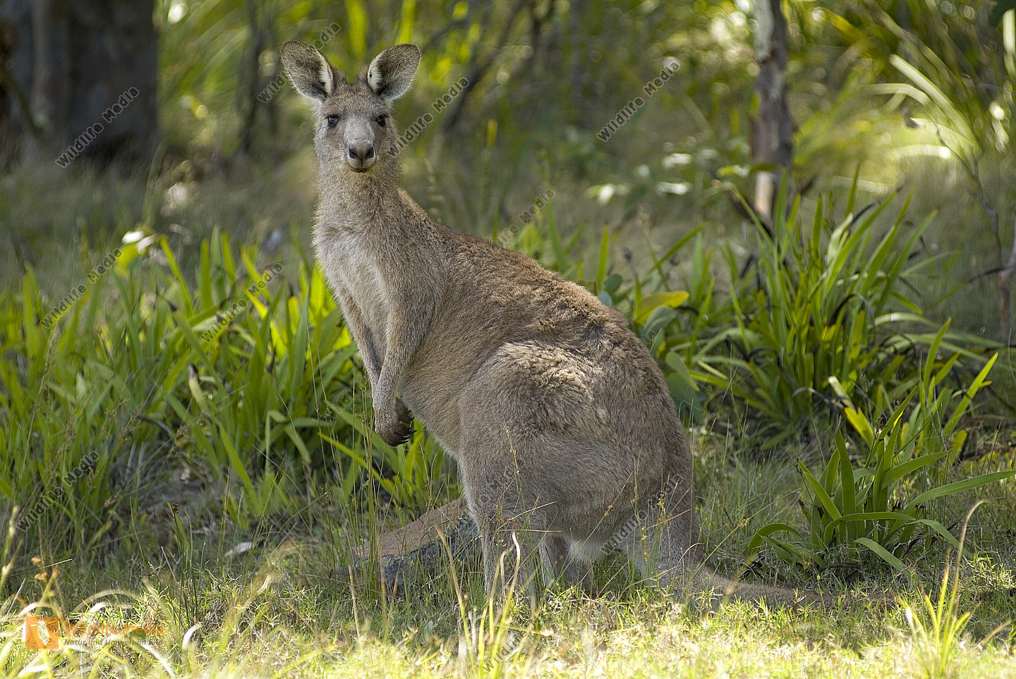 Australia, Kangaroo Bild bestellen - Naturbilder bei Wildlife Media