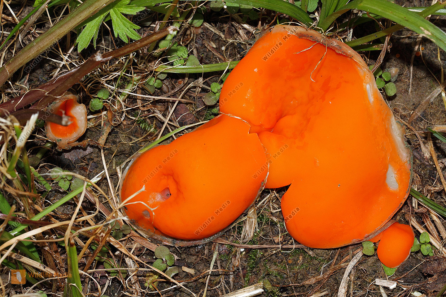 Gemeiner Orangenbecherling