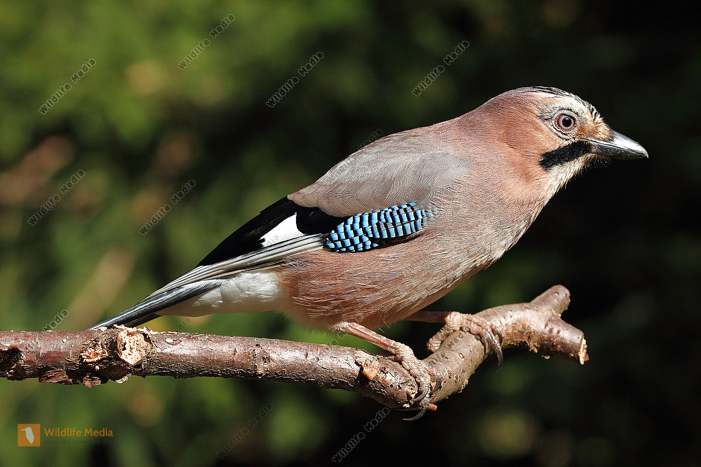 Eichelh her Bild Bestellen Naturbilder Bei Wildlife Media Eichelh her Bild Bestellen Naturbilder Bei Wildlife Media