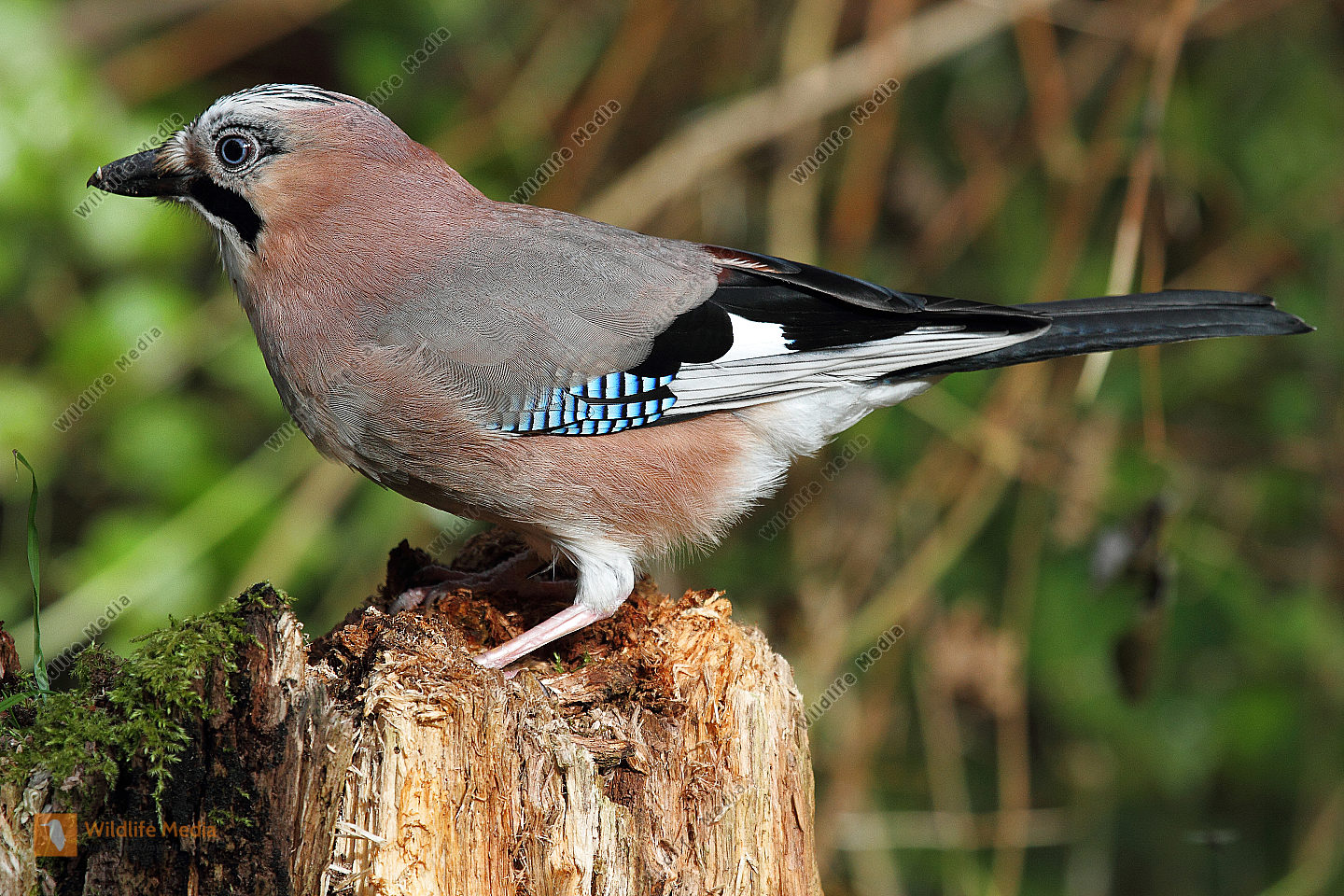 Eichelh her Naturbilder Bei Wildlife Media Eichelh her Naturbilder Bei Wildlife Media