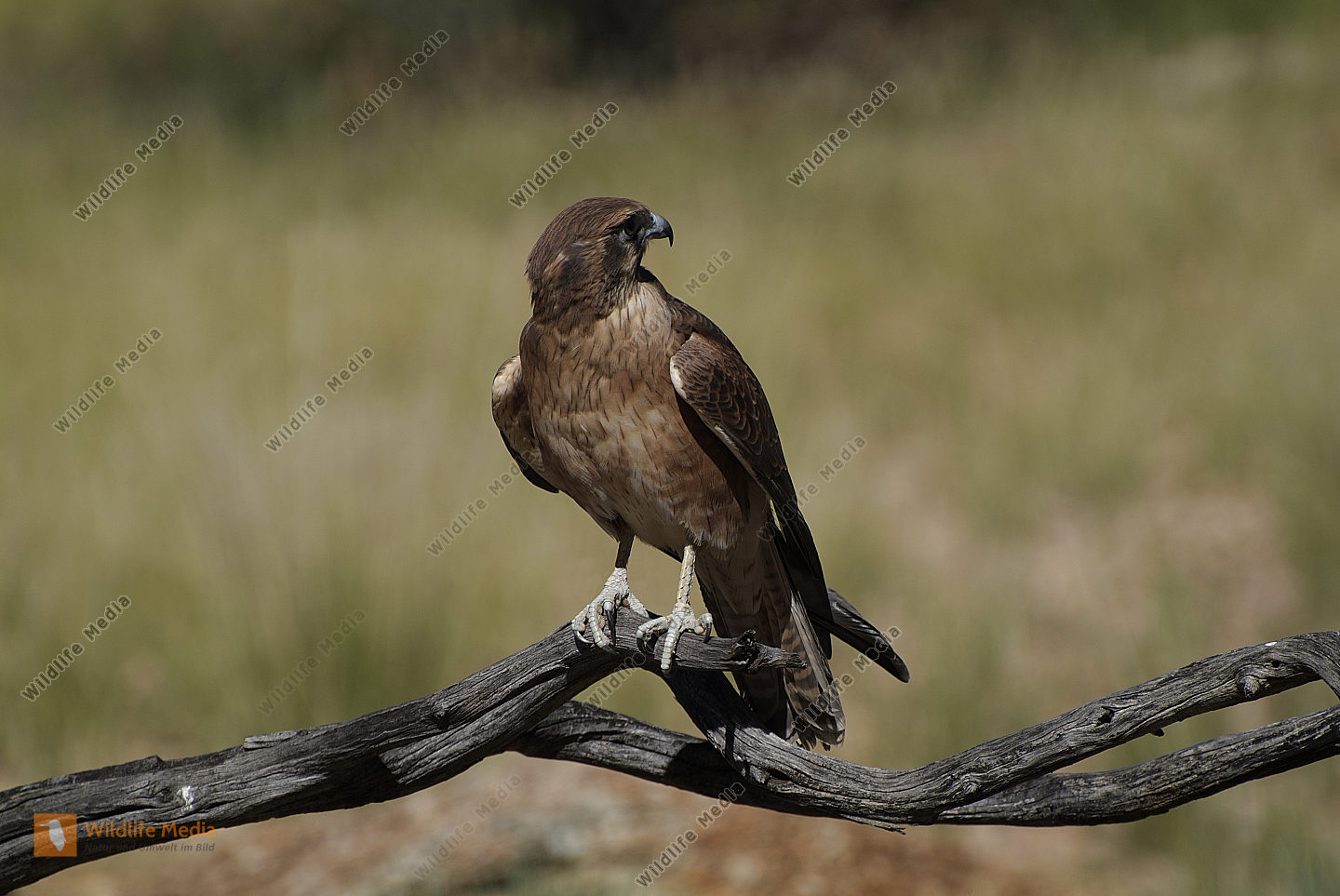 Australien - Vögel