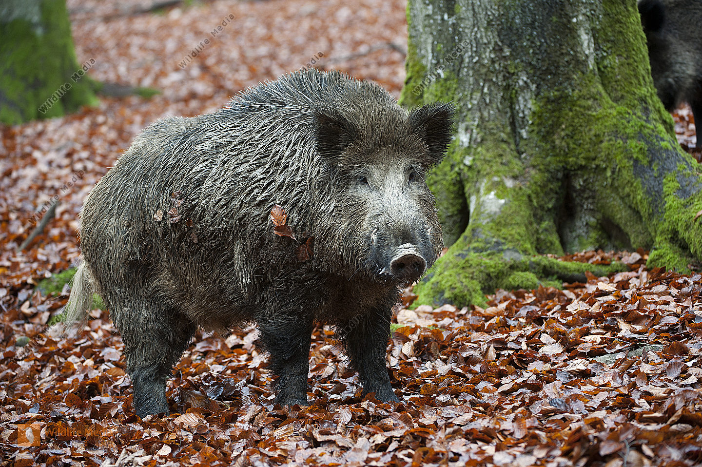 Bestellen Wildschwein Sus Scrofa Bild Bildagentur Bestellen Wildschwein Sus Scrofa Bild Bildagentur