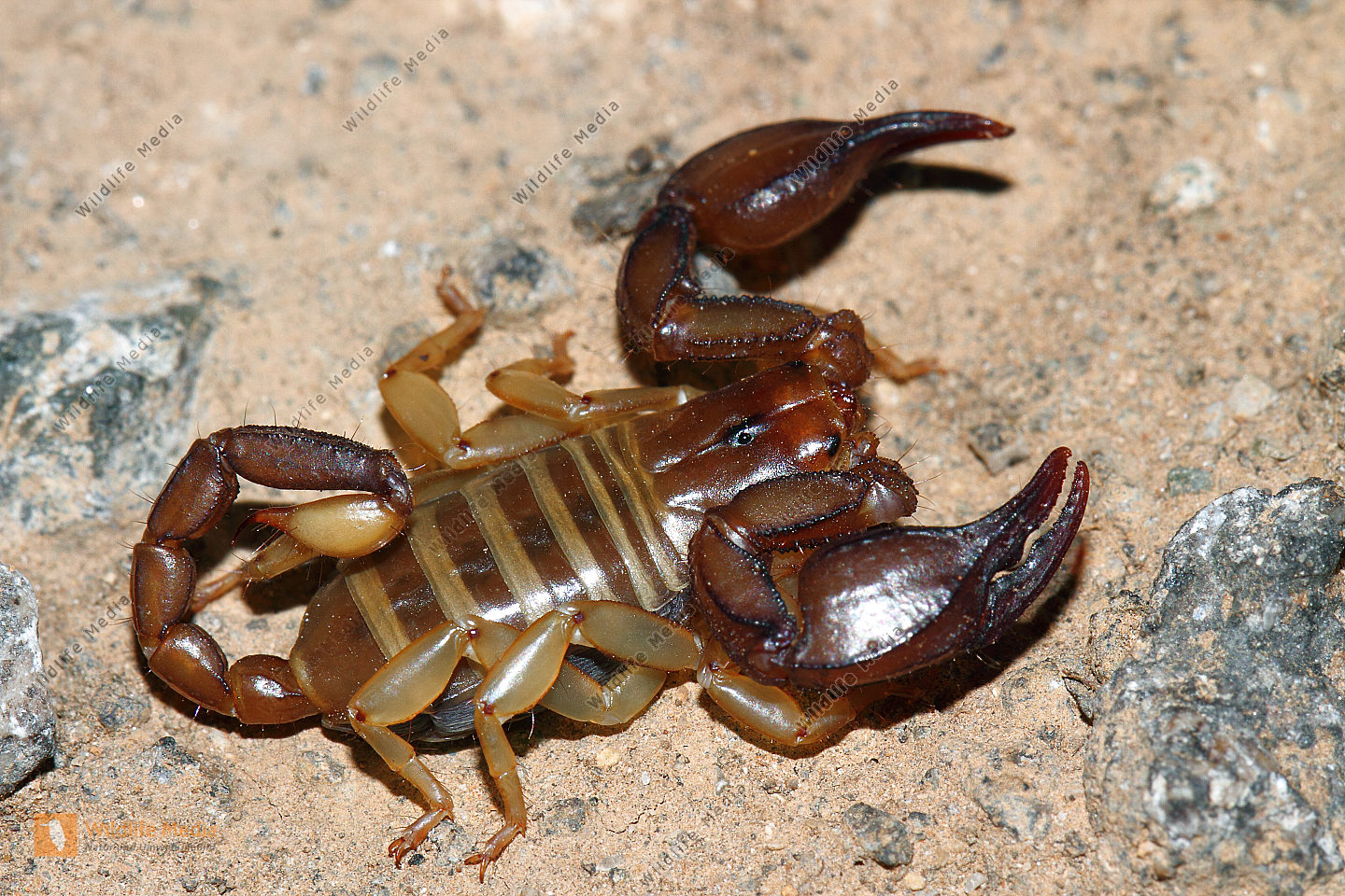 Europäischer Skorpion