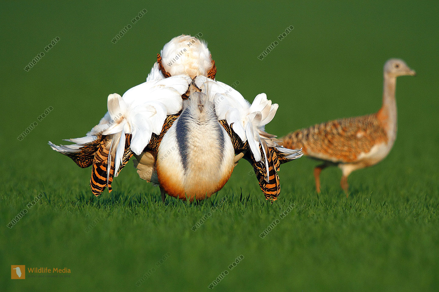 Großtrappe balzender Hahn mit Henne im Hintergrund