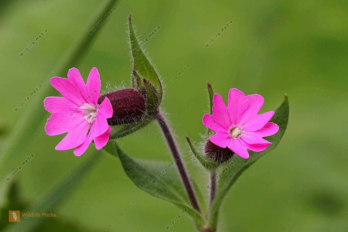 Rote Lichtnelke Silene Dioica Bilder Wildlife Media Bildagentur 