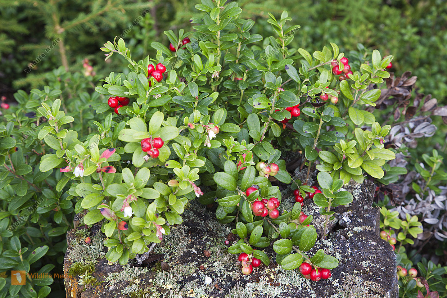Preiselbeeren Naturbilder Bei Wildlife Media Preiselbeeren Naturbilder Bei Wildlife Media