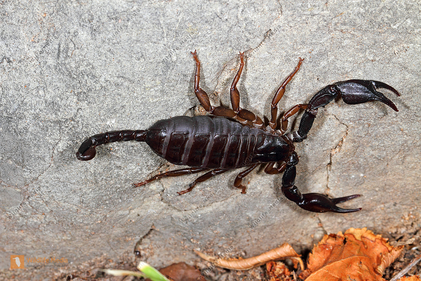 Mittelmeer-Skorpion