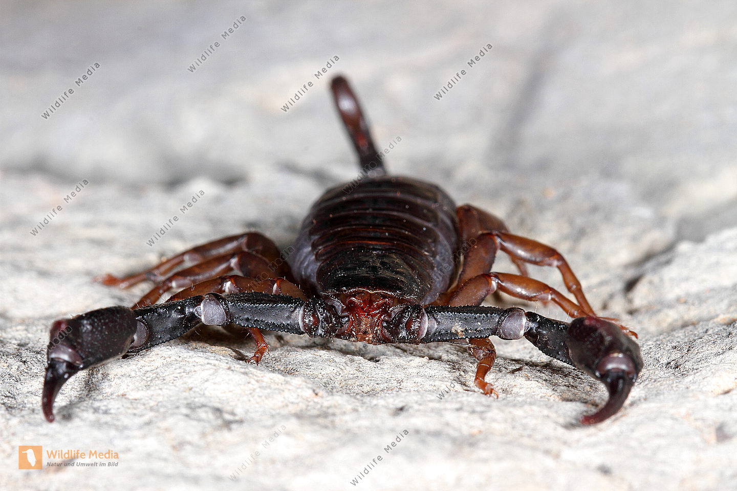 Mittelmeer-Skorpion