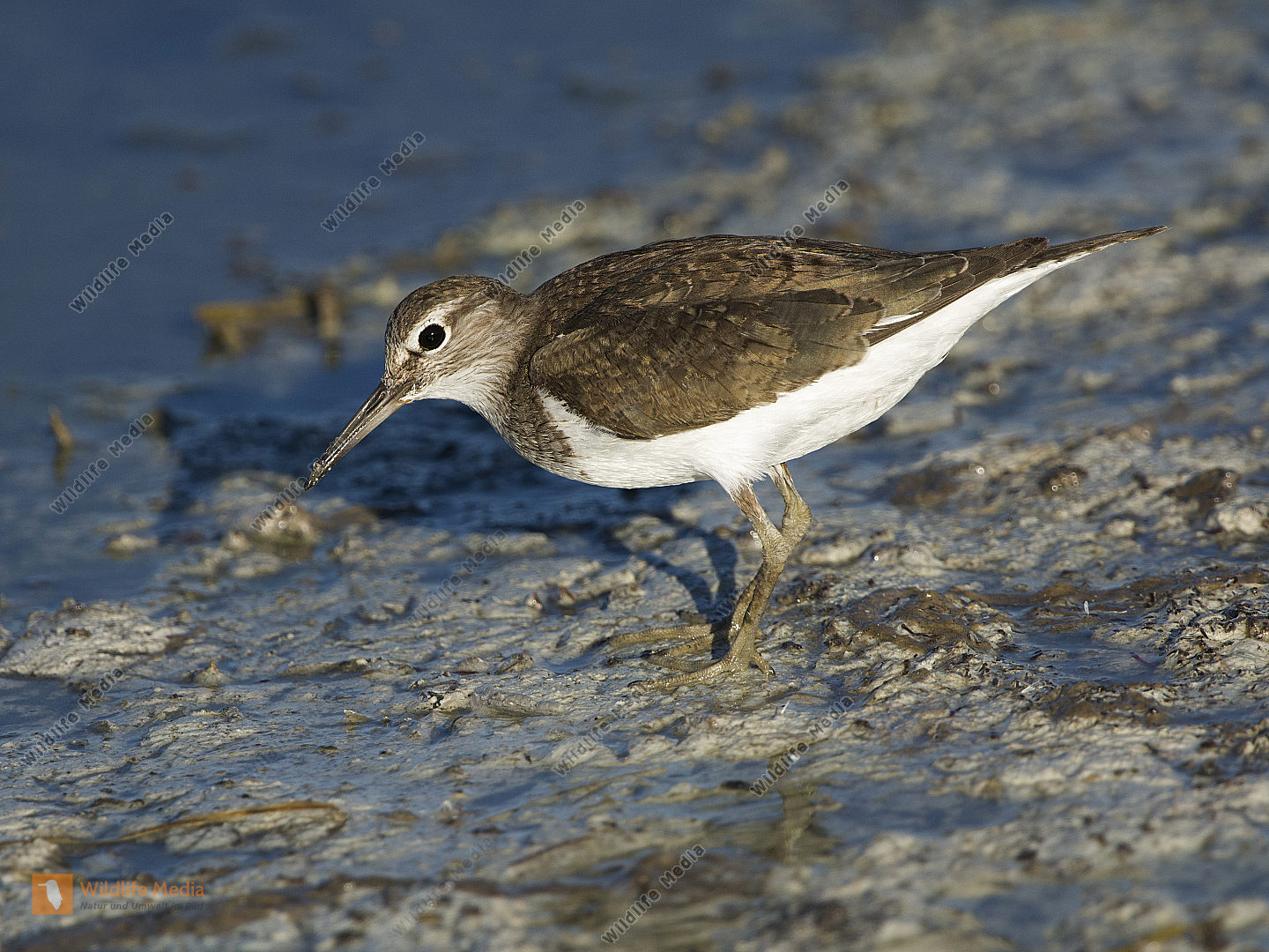 Flussuferl ufer Actitis Hypoleucos Bild Bestellen Naturbilder Bei 