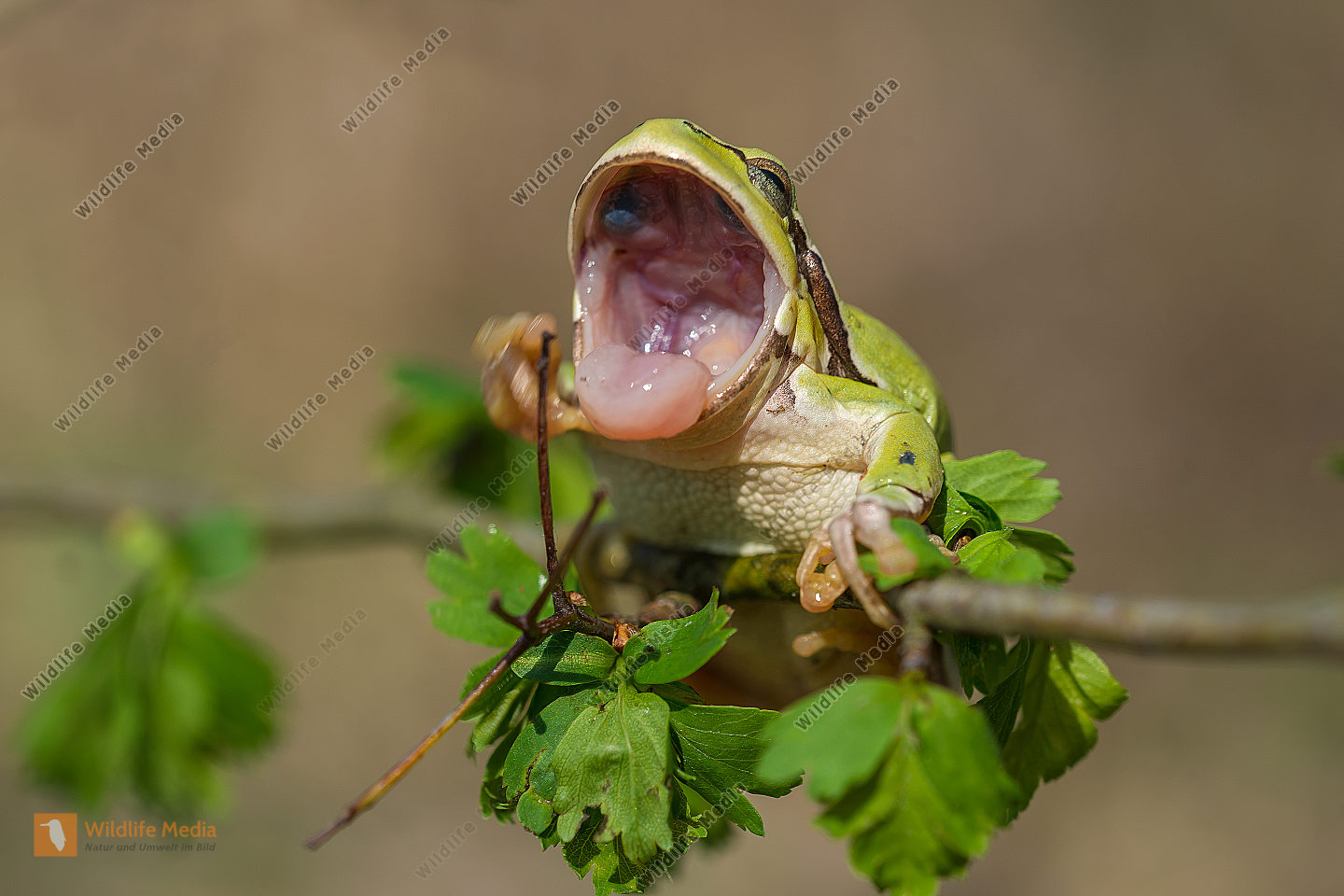Laubfrosch europ. Hyla arborea Common Tree Frog