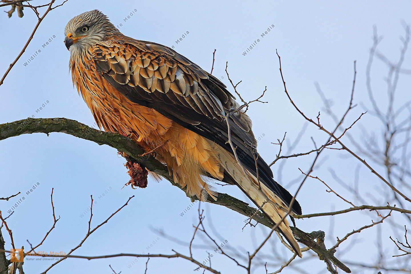 Rotmilan Altvogel Mit Beute Bild Bestellen Naturbilder Bei Wildlife Media Rotmilan Altvogel Mit Beute Bild Bestellen Naturbilder Bei Wildlife Media