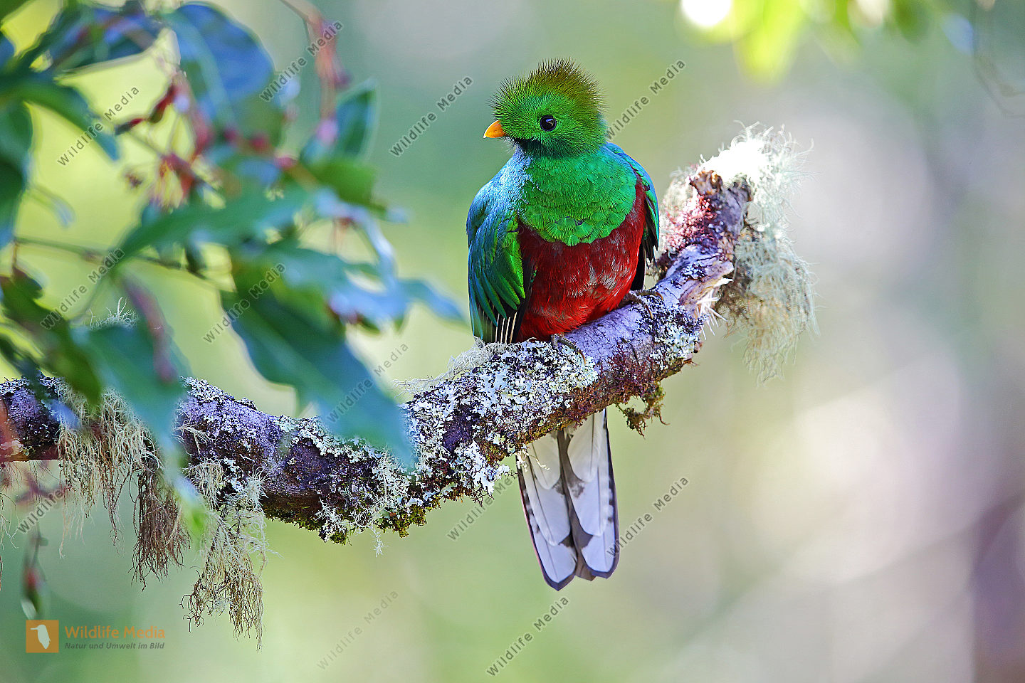 Quetzal Junges Männchen