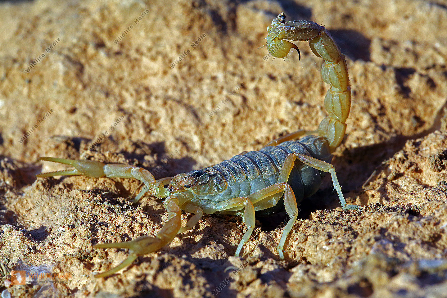 Gelber Skorpion