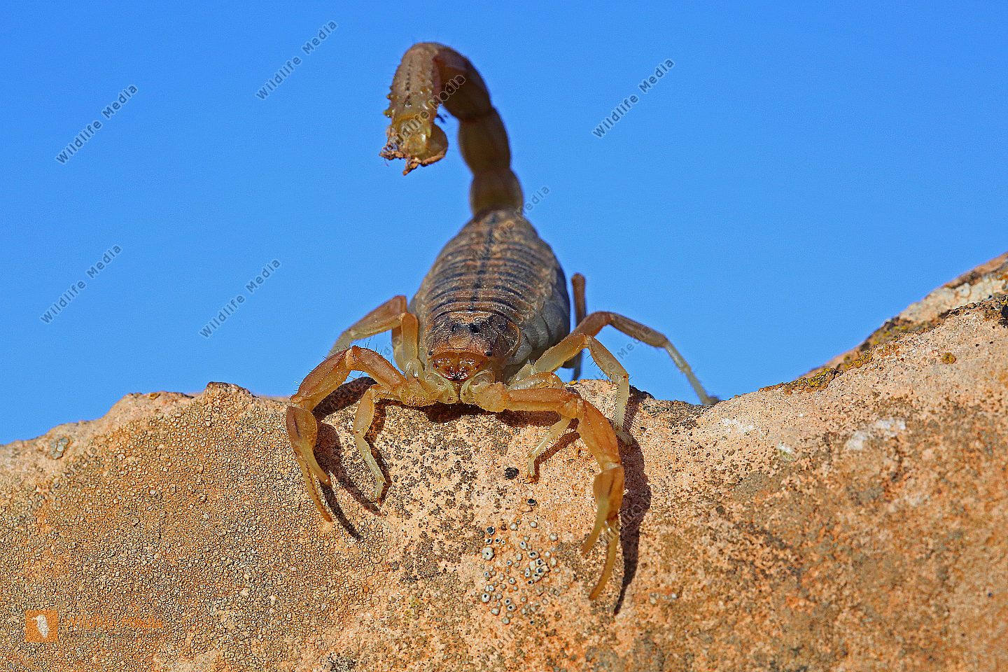 Gelber Skorpion