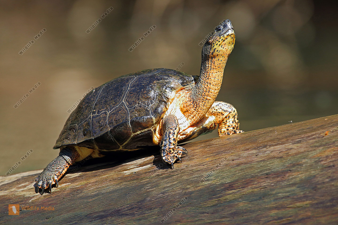 Bauchstreifen-Erdschildkröte