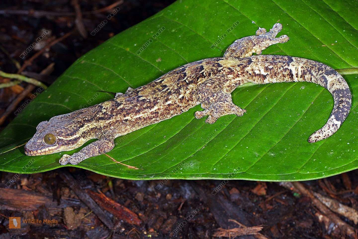 Gecko Costa Rica