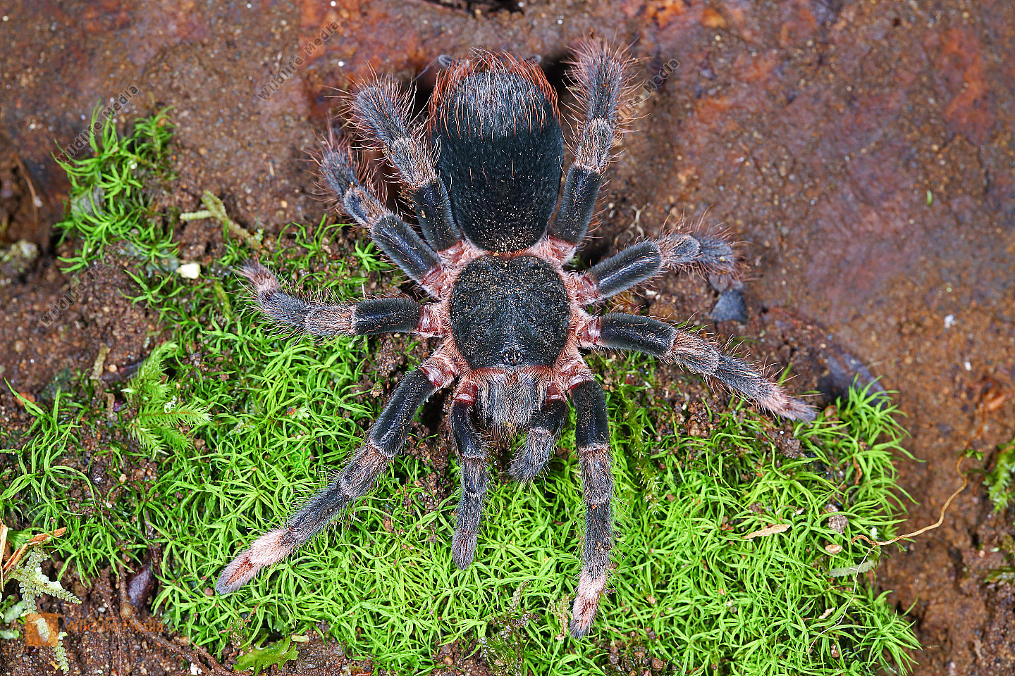 Rotbeinvogelspinne