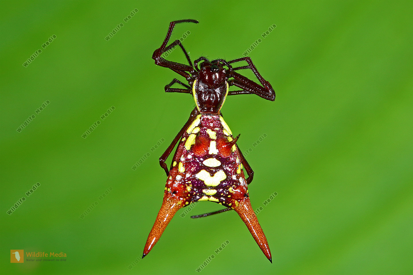 Radnetzspinne Costa Rica sexspinosa