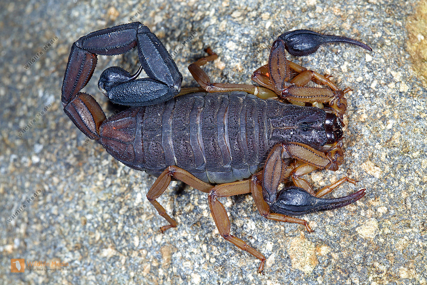 Skorpion bicolor