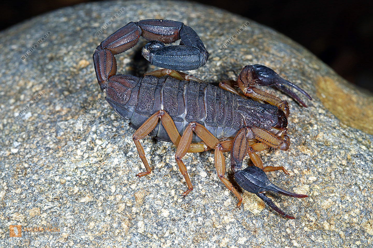 Skorpion bicolor