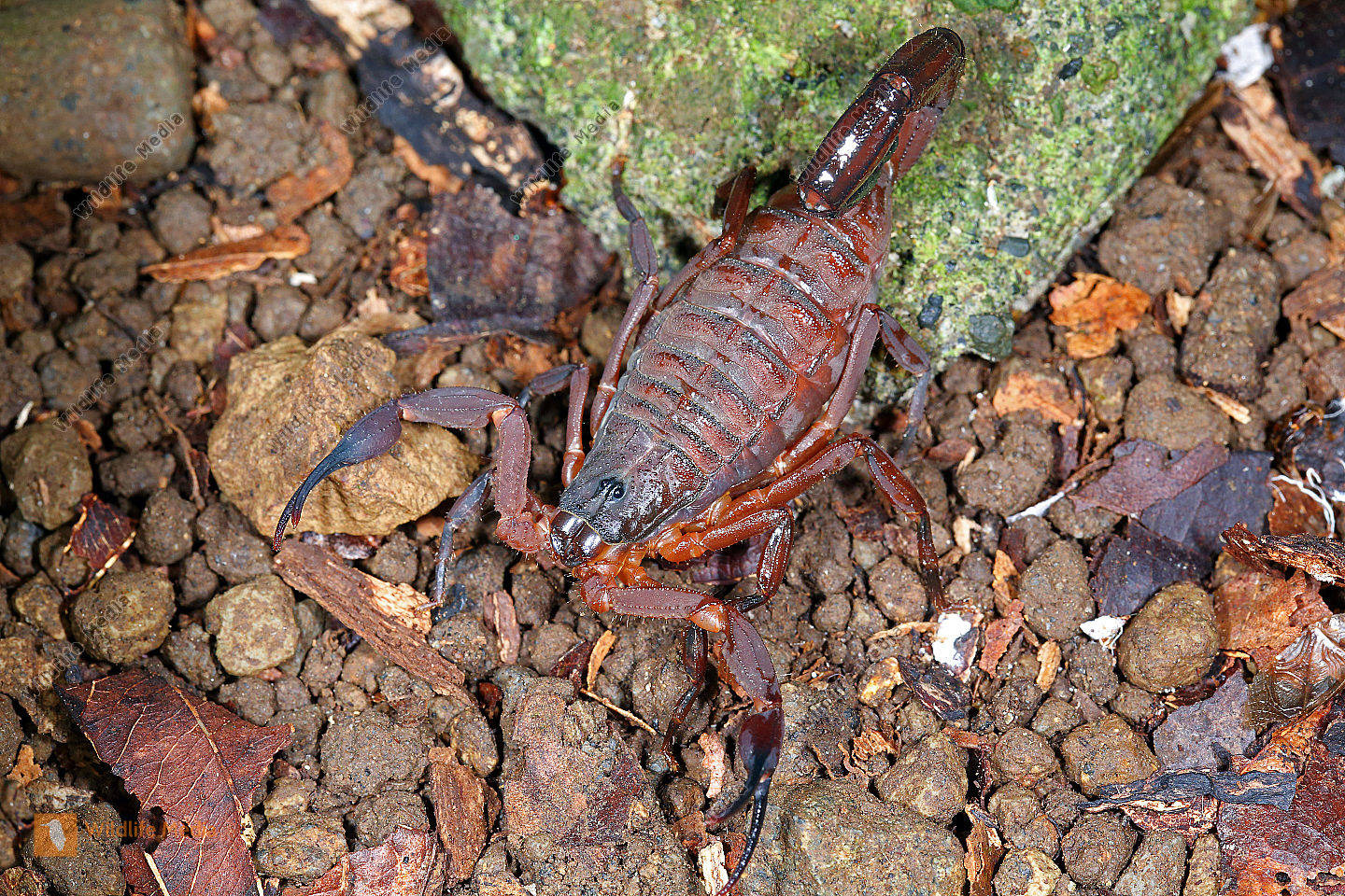 Skorpion gracilis