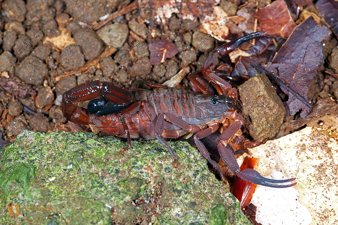 Skorpion gracilis